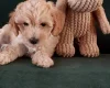 Maltipoo