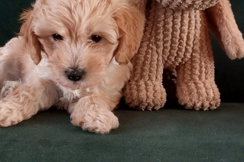 Maltipoo