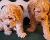 Maltipoo
