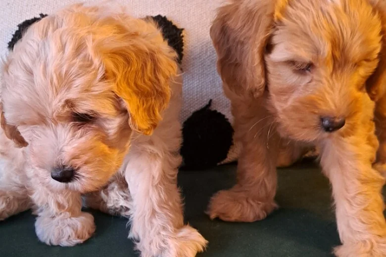 Maltipoo