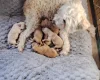 Maltipoo