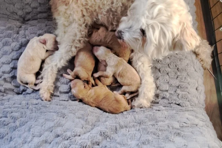 Maltipoo