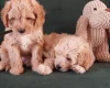 Maltipoo