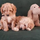 Maltipoo