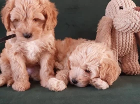 Maltipoo