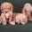 Maltipoo