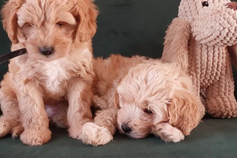 Maltipoo