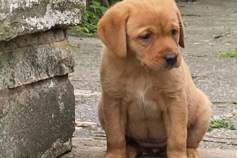 Labrador Retriever