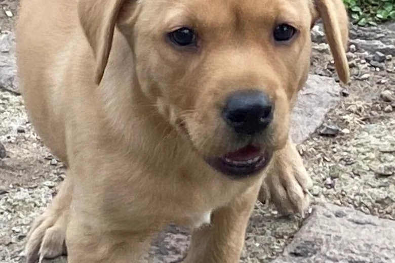 Labrador Retriever