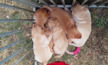 Labrador Retriever