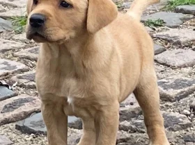 Labrador Retriever