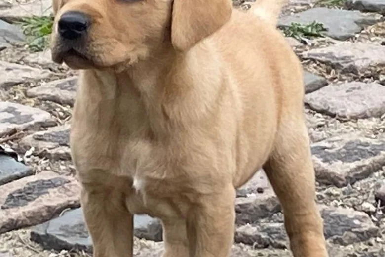 Labrador Retriever