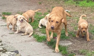 Labrador Retriever