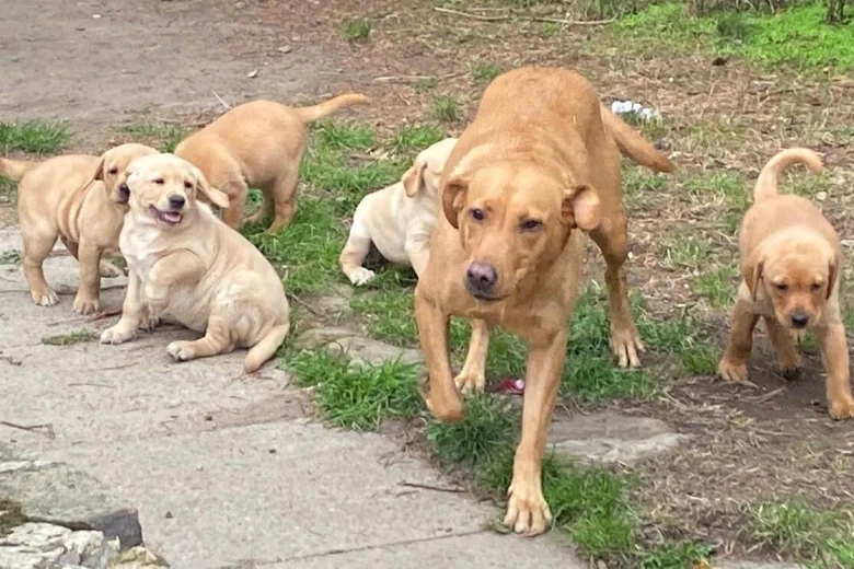 Labrador Retriever