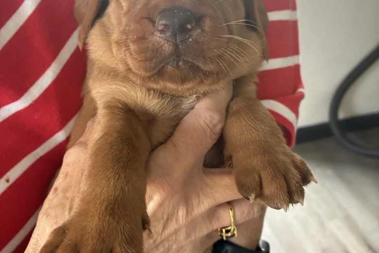 Labrador Retriever