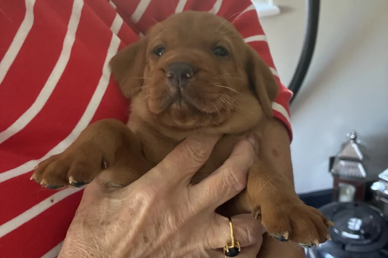 Labrador Retriever