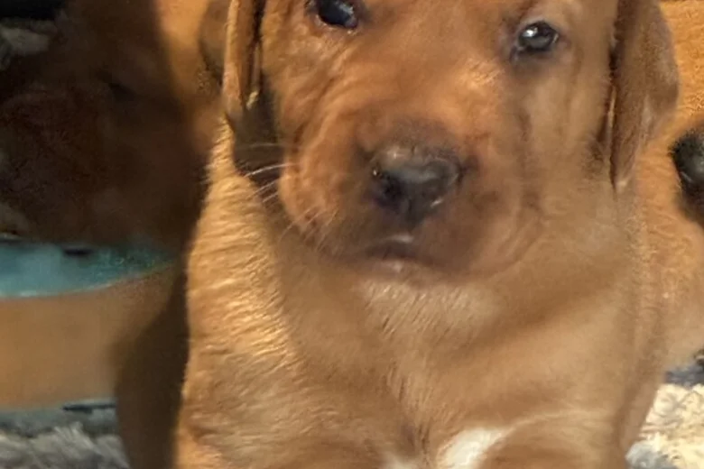 Labrador Retriever