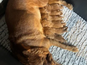 Labrador Retriever