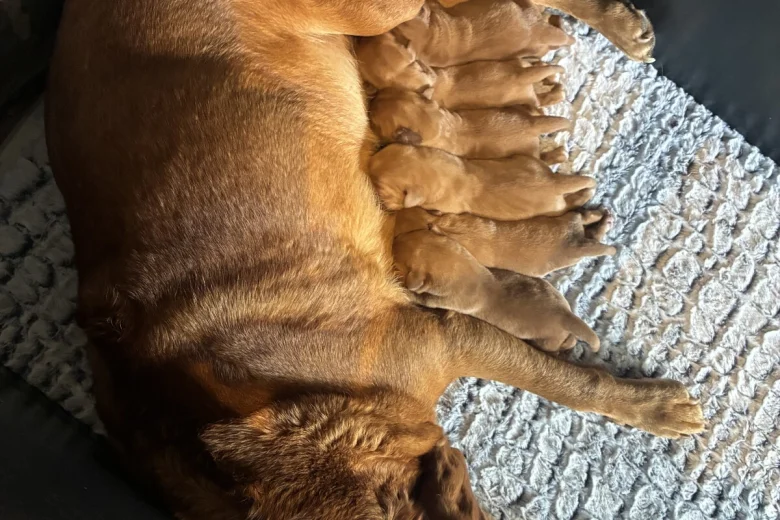 Labrador Retriever