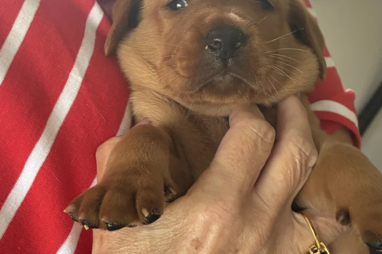 Labrador Retriever