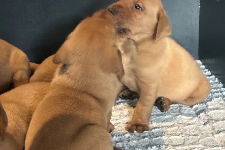 Labrador Retriever