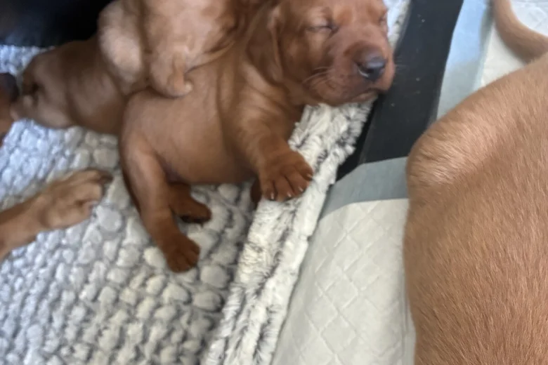 Labrador Retriever