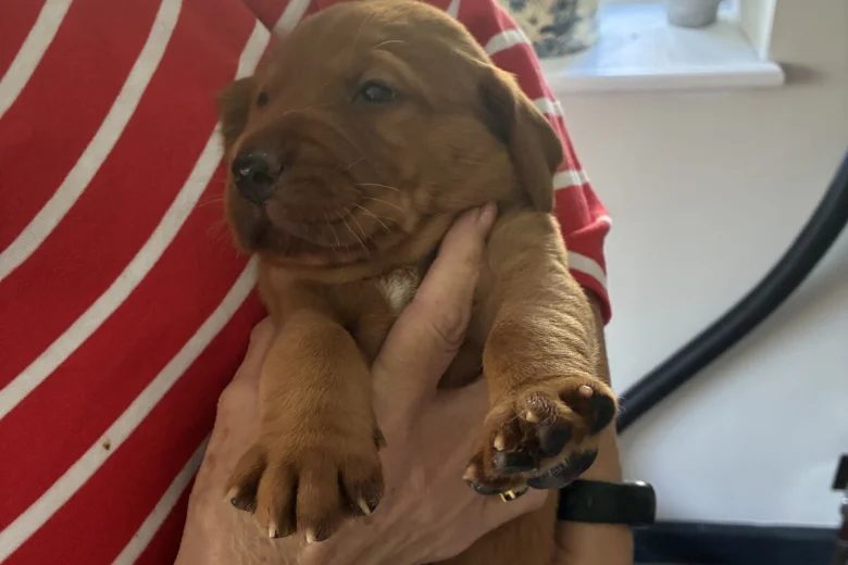 Labrador Retriever