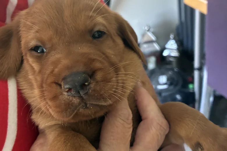 Labrador Retriever