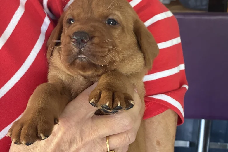 Labrador Retriever