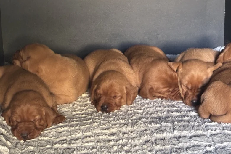 Labrador Retriever