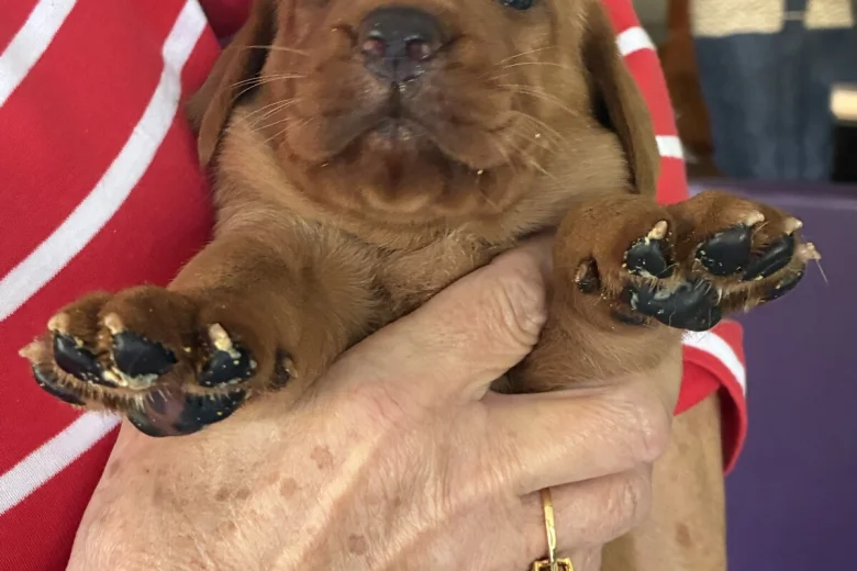 Labrador Retriever