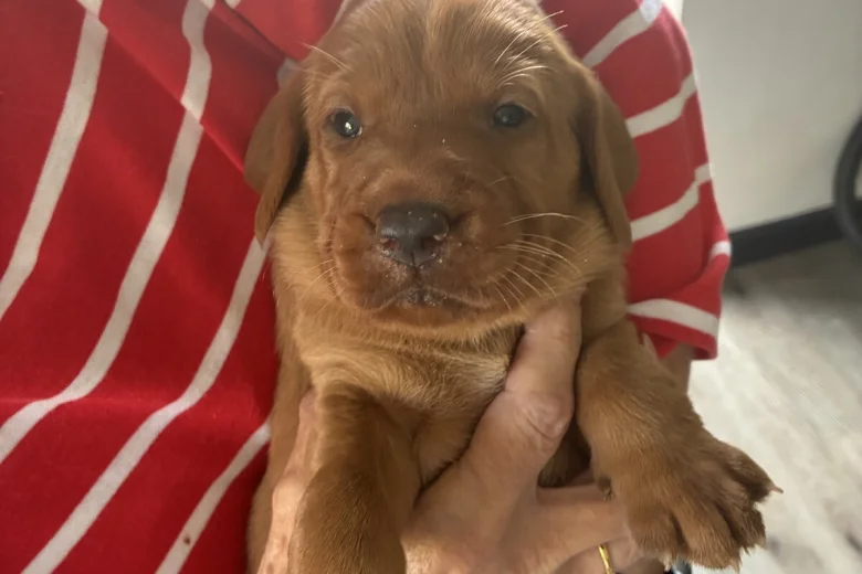 Labrador Retriever