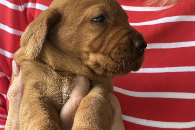 Labrador Retriever