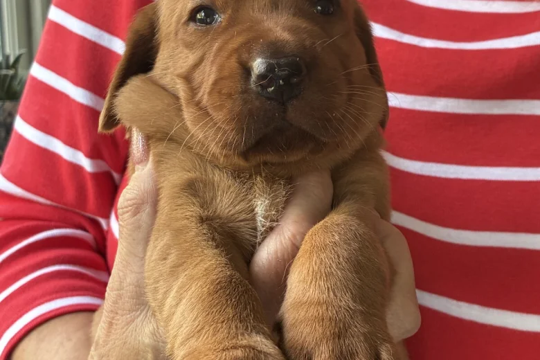 Labrador Retriever