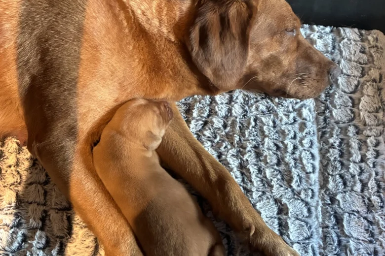 Labrador Retriever