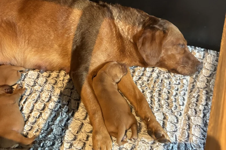 Labrador Retriever