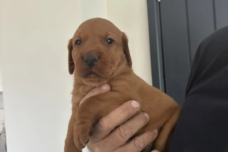 Labrador Retriever