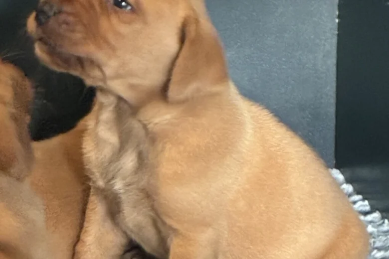 Labrador Retriever