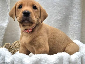 Labrador Retriever