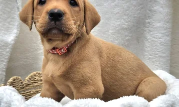 Labrador Retriever