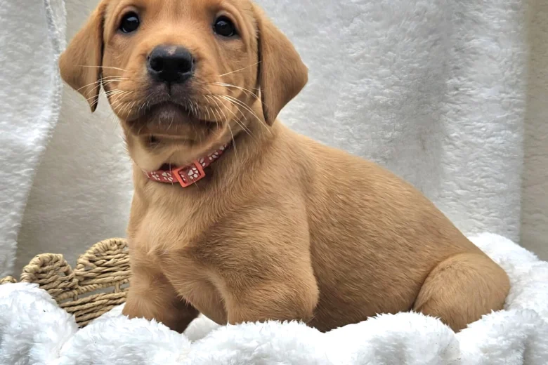 Labrador Retriever