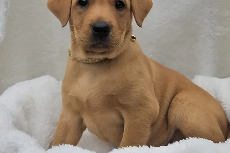 Labrador Retriever