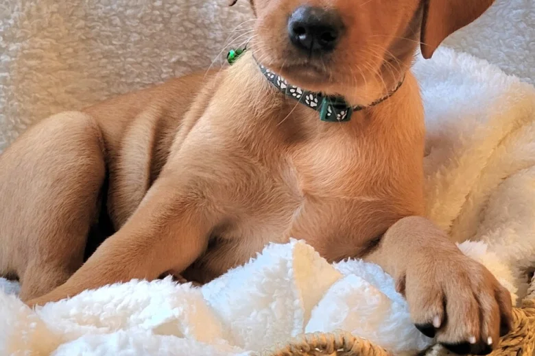 Labrador Retriever