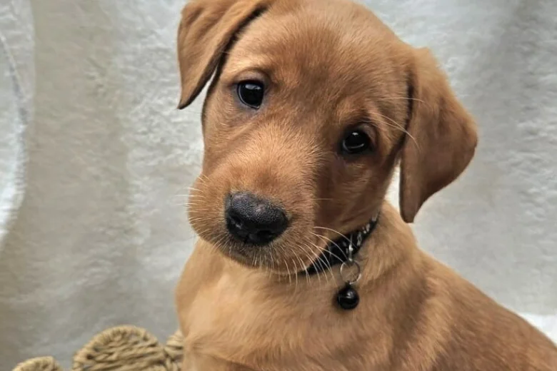 Labrador Retriever