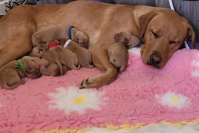 Labrador Retriever