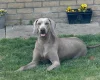 Weimaraner