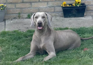 Stud