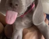 Weimaraner