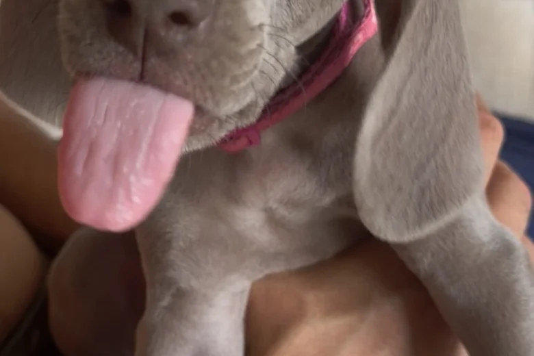 Weimaraner