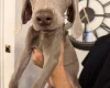 Weimaraner